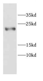 CALML4 antibody|CALML4抗体