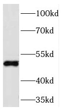 TFAP2C antibody|TFAP2C抗体