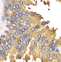 RIGI antibody|RIGI抗体 FNab02318