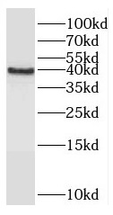 RASSF7 antibody|RASSF7抗体
