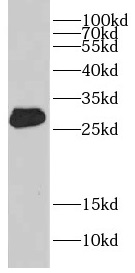CRISP3 antibody|CRISP3抗体