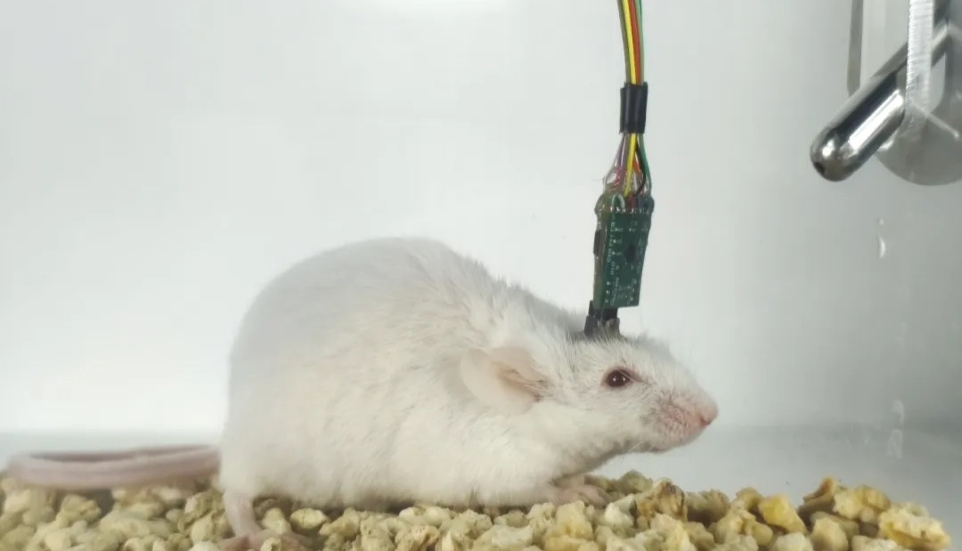 脑电肌电（EEG-EMG）技术：跨睡眠研究、疾病诊疗与神经调控的多领域应用利器