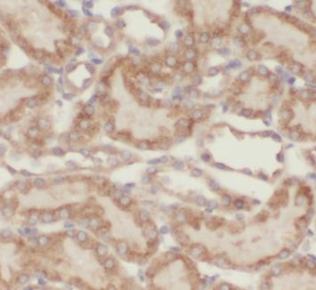TOMM40 antibody|TOMM40抗体 FNab0