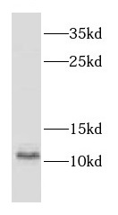 CSTB antibody|CSTB抗体