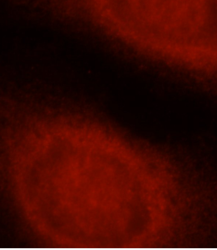 CASP8 antibody|CASP8抗体 FNab012