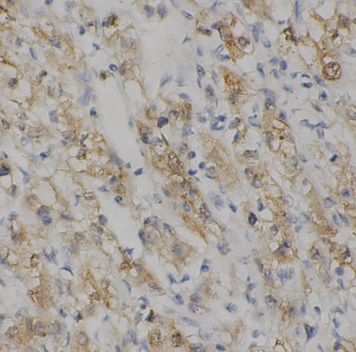 Casp9 antibody|Casp9抗体 FNab102