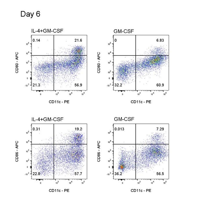 别找我，我在养BMDC