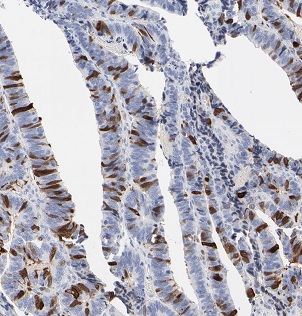 B3GNT7 antibody|B3GNT7抗体