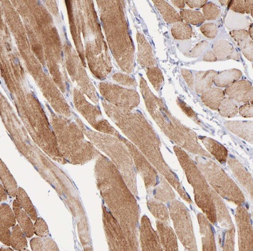 SYNC antibody|SYNC抗体