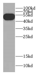 CBLC antibody|CBLC抗体
