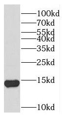 TEX12 antibody|TEX12抗体