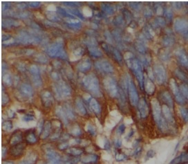 PGLYRP2 antibody|PGLYRP2抗体