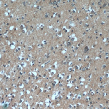 DAOA antibody|DAOA抗体