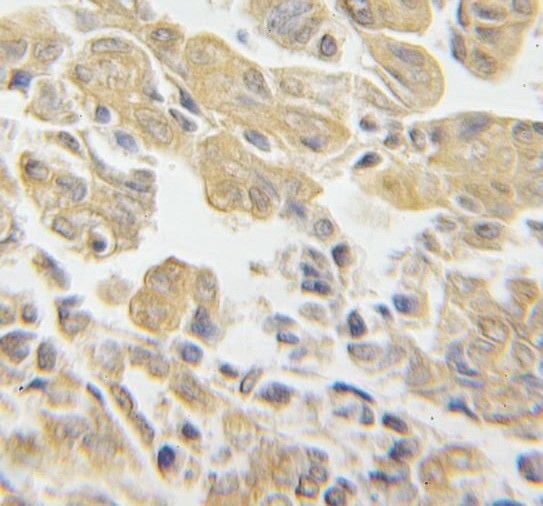 RPS3 antibody|RPS3抗体 FNab07476