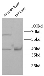 WNT1 antibody|WNT1抗体 FNab10615