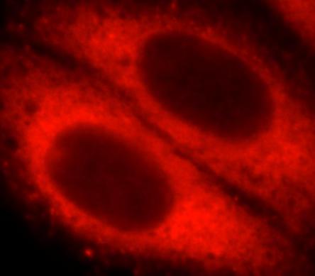 YWHAQ antibody|YWHAQ抗体 FNab000