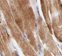 TWNK antibody|TWNK抗体 FNab09115