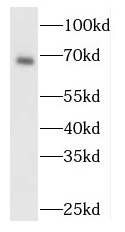 MAPK4 antibody|MAPK4抗体 FNab049