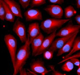 MAP2K7 antibody|MAP2K7抗体 FNab0