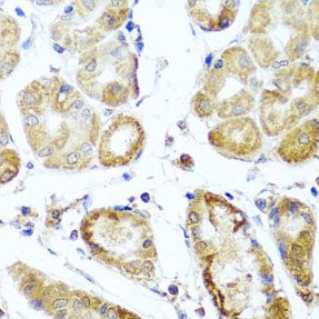 PER1 antibody|PER1抗体