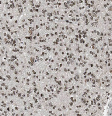 IPO13 antibody|IPO13抗体