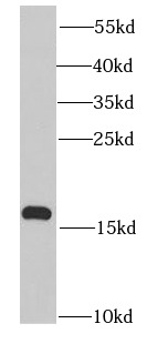 PROK2 antibody|PROK2抗体