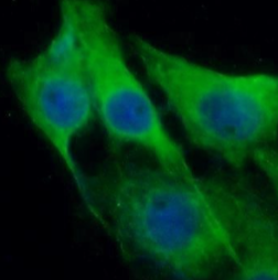 BHLHE22 antibody|BHLHE22抗体