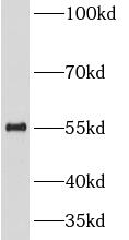 CDC20 antibody|CDC20抗体 FNab099