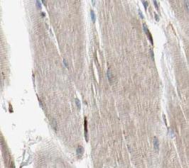 SYNM antibody|SYNM抗体