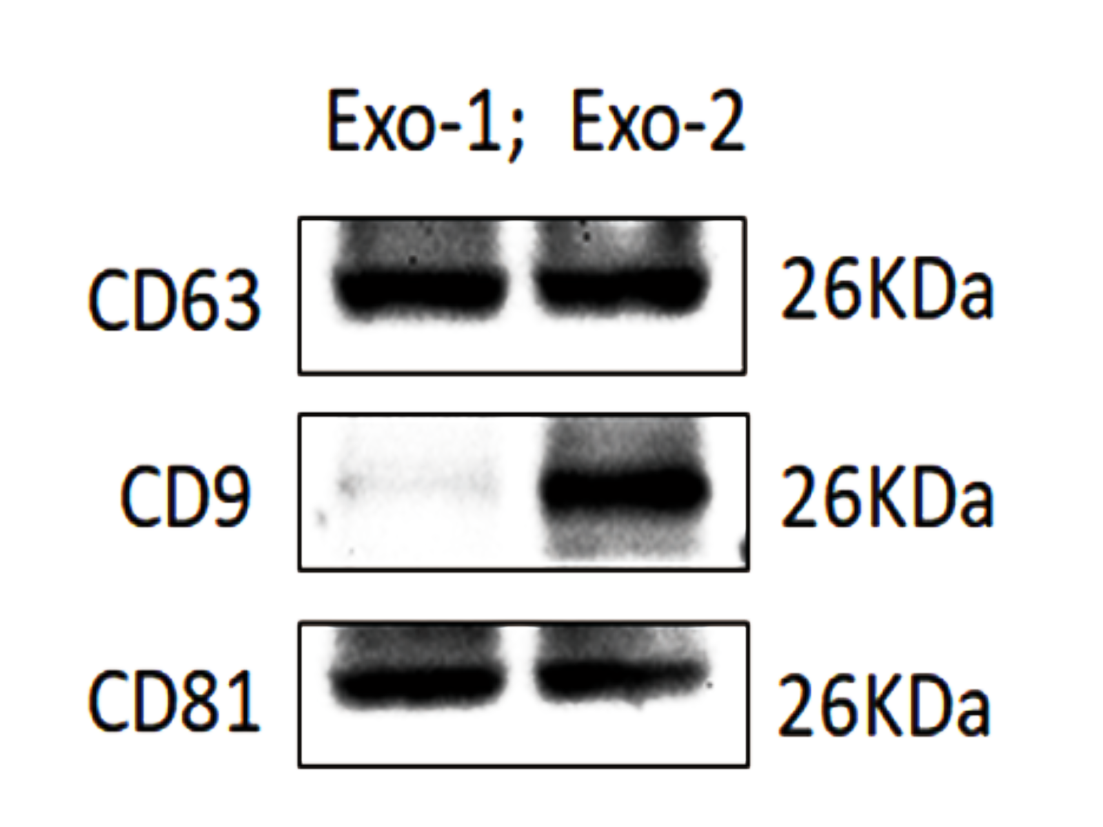 外泌体WB.png