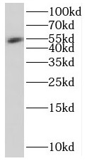 MIER3 antibody|MIER3抗体