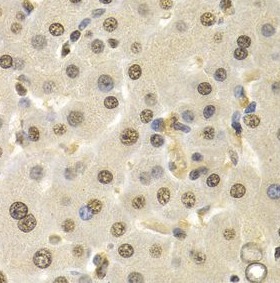 CUL4B antibody|CUL4B抗体 FNab020