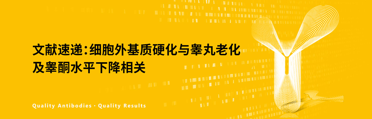 文献速递：细胞外基质硬化与睾丸老化及睾酮水平下降相关