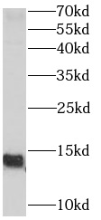 POLR3K antibody|POLR3K抗体