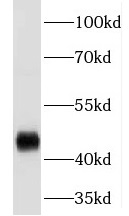 EGLN1 antibody|EGLN1抗体 FNab063