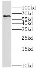 PTPRN antibody|PTPRN抗体 FNab040