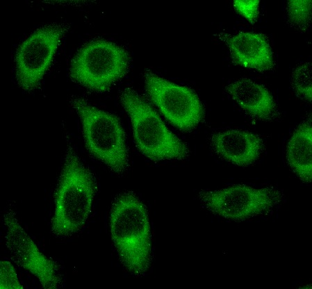 CASP3 antibody|CASP3抗体 FNab100