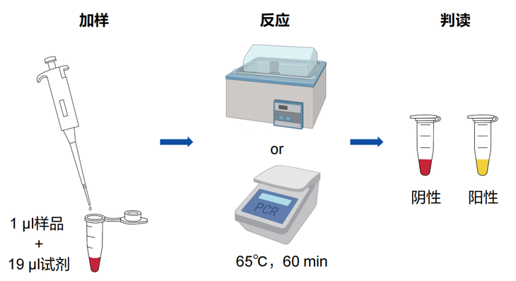 Mycolor One-Step Mycoplasma De