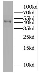 DNAJB12 antibody|DNAJB12抗体