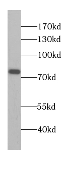 CUL4A-Specific antibody|CUL4A抗