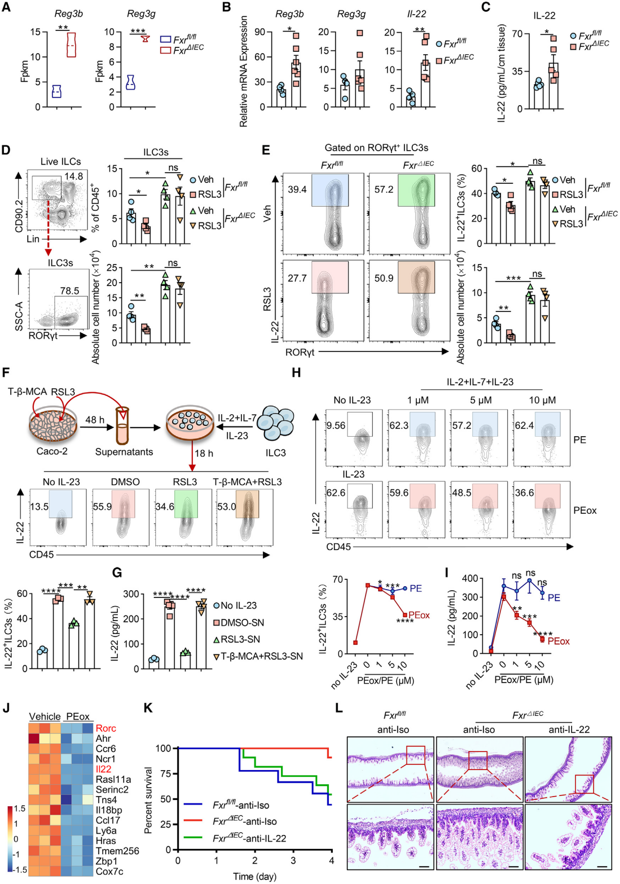 【IF 26.3】聚焦新生儿坏死性小肠结肠炎机制：absin 多重荧光免疫组化试剂盒助力胆汁酸受体 FXR 调控肠上皮铁死亡研究