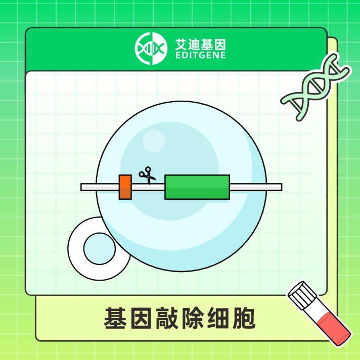 基因敲除细胞现货