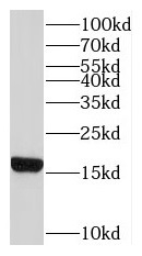 RPL22 antibody|RPL22抗体
