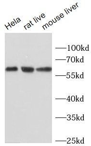 XBP1 antibody|XBP1抗体