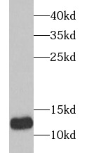 TXN2 antibody|TXN2抗体 FNab09824