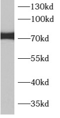 APPL2 antibody|APPL2抗体