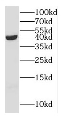 ERK1/2 antibody|ERK1/2抗体 FNab0