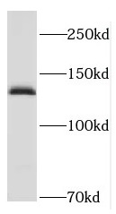 HCN4 antibody|HCN4抗体