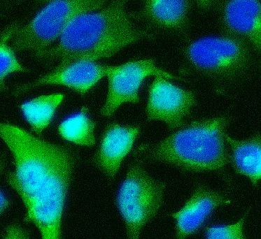 POU5F1 antibody|POU5F1抗体 FNab0