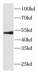 FOXRED1 antibody|FOXRED1抗体